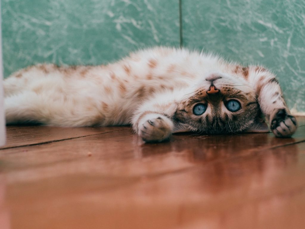 kočka v bytě leží na podlaze