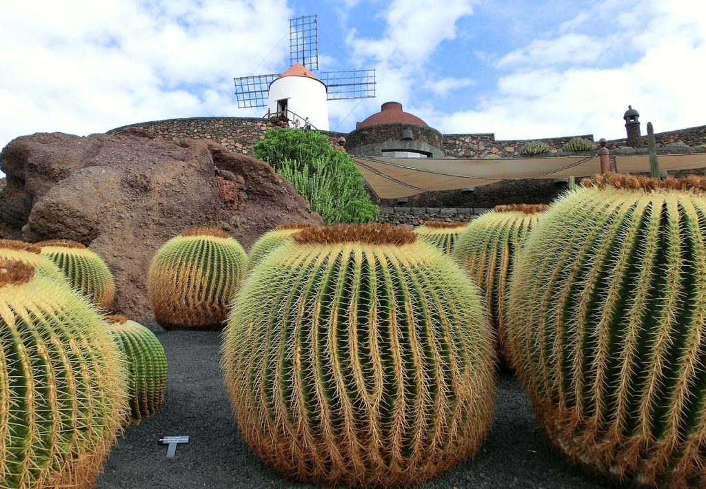 kaktusy na ostrově Lanzarote