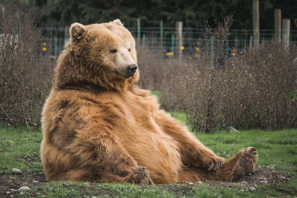 sedící medvěd
