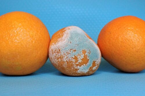 mandarinky s plísní